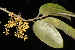 Gymnacranthera canarica